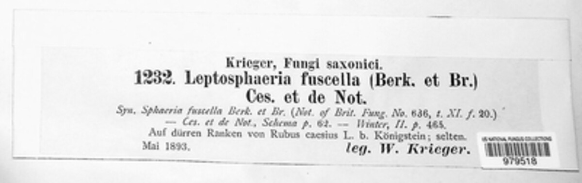 Discostroma fuscellum image